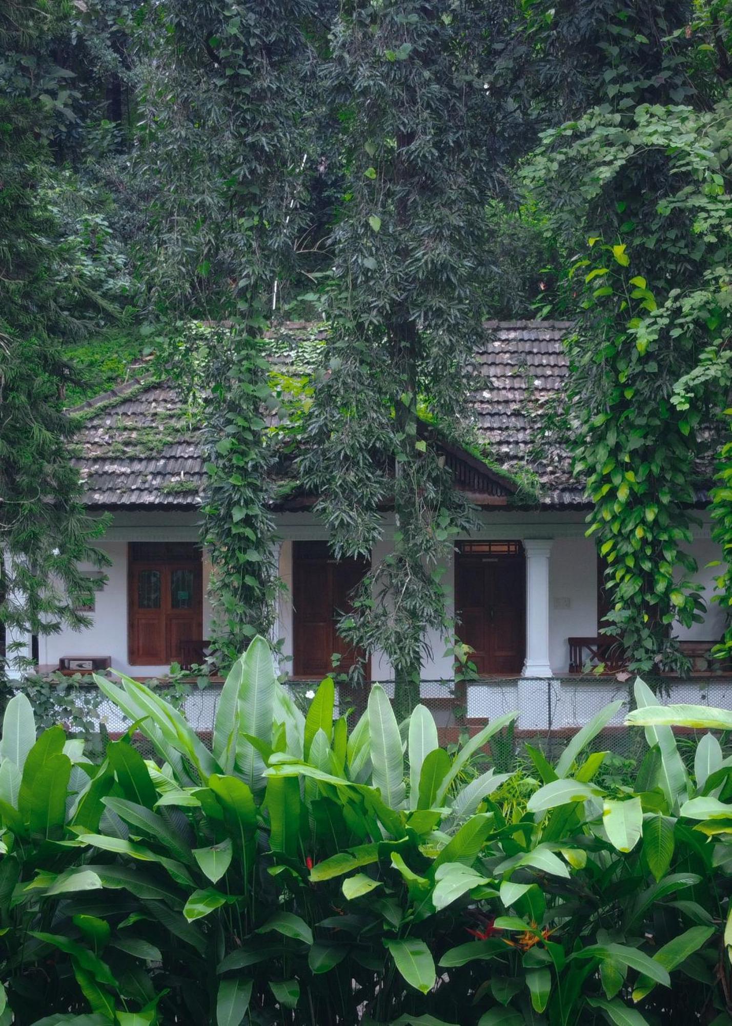 Vanilla County Vagamon Luaran gambar